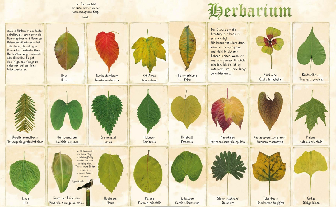 Buch 'Ansichten der Natur'