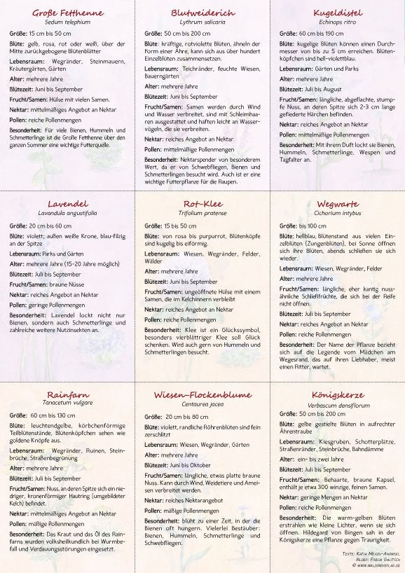 18 Bienen-Sommerblüten-Karten