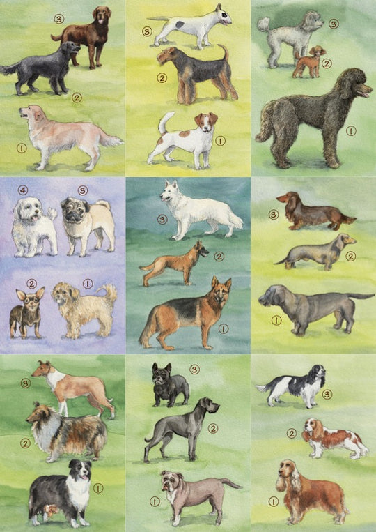 18 Hundebestimmungskarten