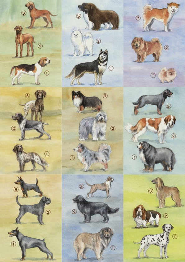 18 Hundebestimmungskarten