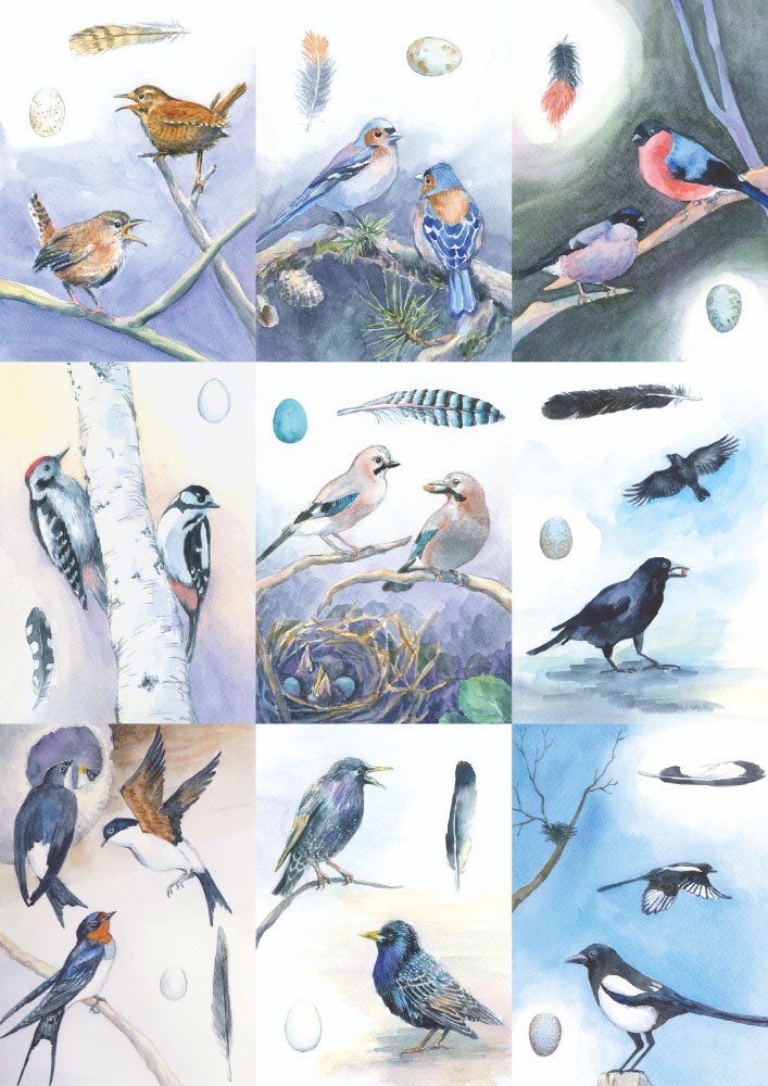 18 Vogelbestimmungskarten